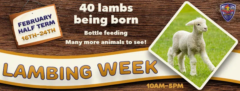 Animal Week FB Banner Square